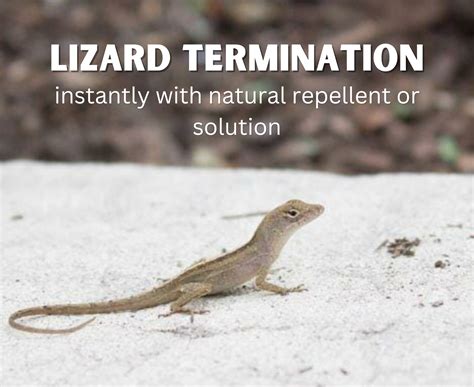 What kills lizards instantly. Things To Know About What kills lizards instantly. 